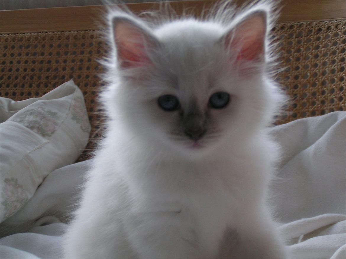 Hellig Birma Ofelia  billede 15