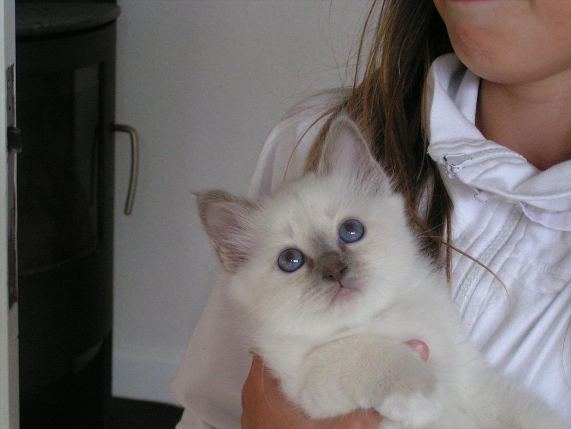 Hellig Birma Ofelia  billede 16