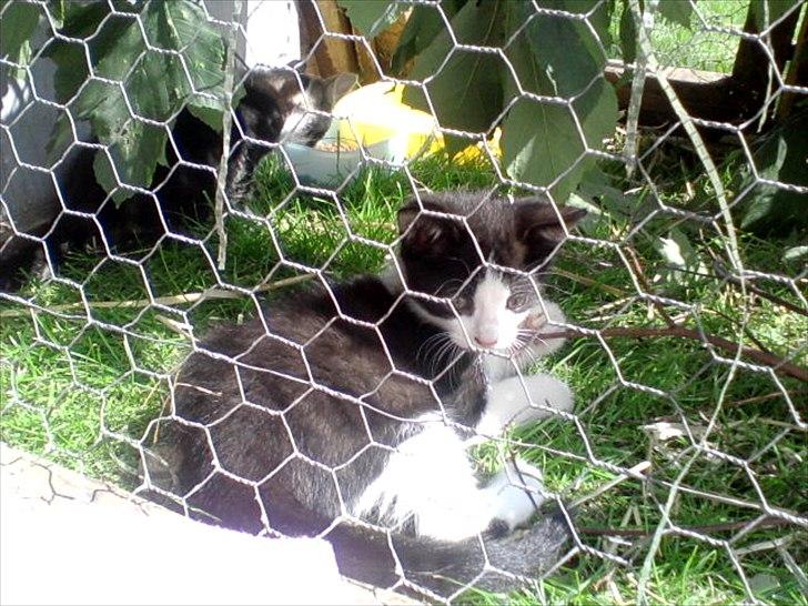 Huskat Jackie - Hej.. tag da gerne et kig... billede 1