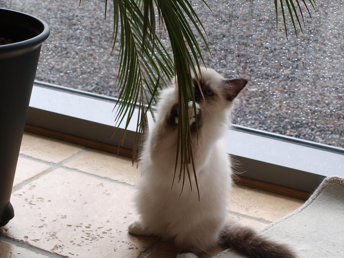 Hellig Birma Baloo  billede 11