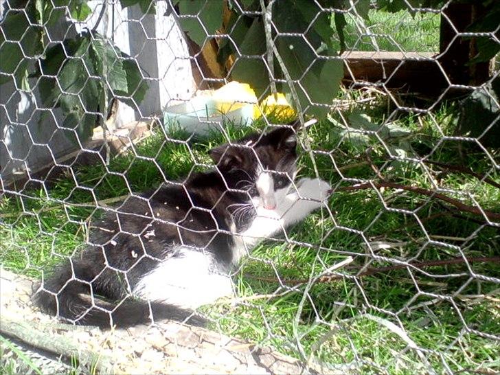 Huskat Jackie billede 2