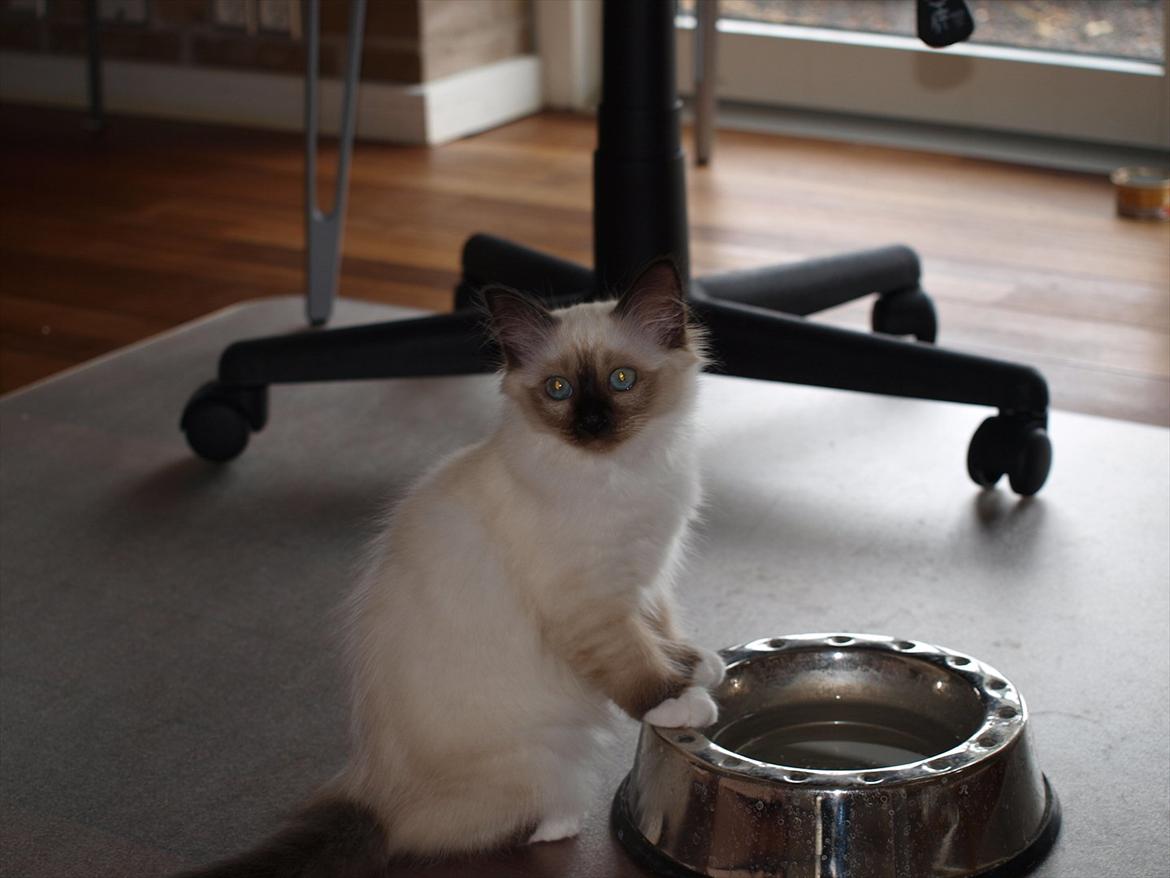 Hellig Birma Baloo  billede 12