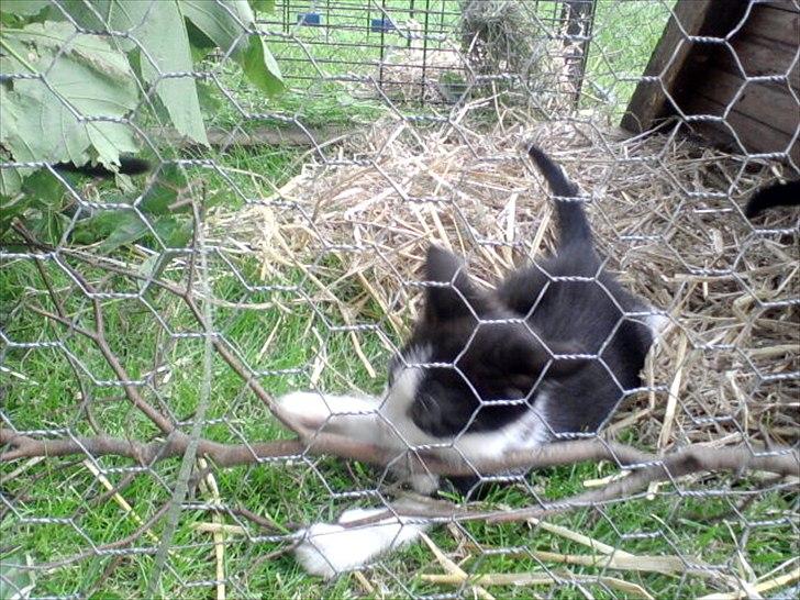 Huskat Jackie billede 3