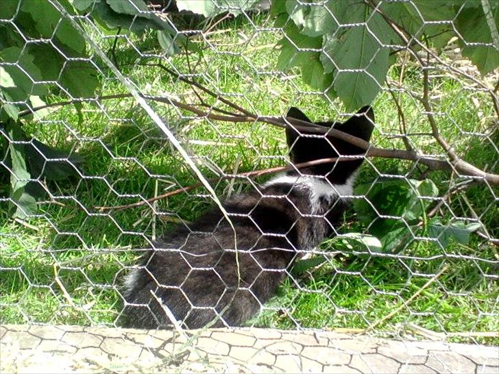 Huskat Jackie billede 4