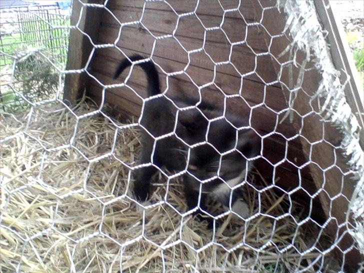 Huskat Jackie billede 5