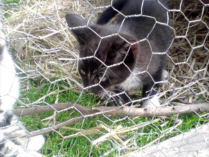 Huskat Jackie billede 6