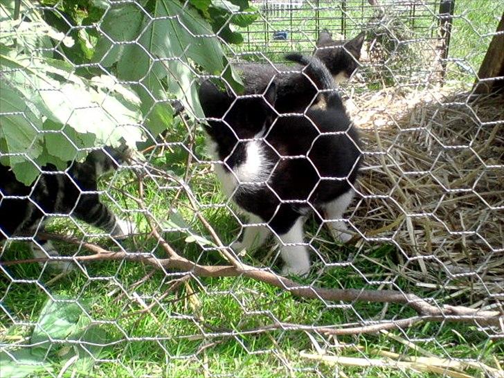 Huskat Jackie - Læg gerne en kommentar hvis du har lyst og tid! billede 7