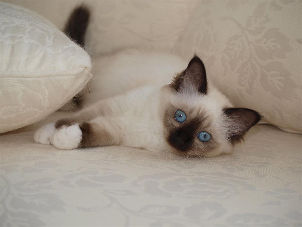 Hellig Birma Baloo  billede 13