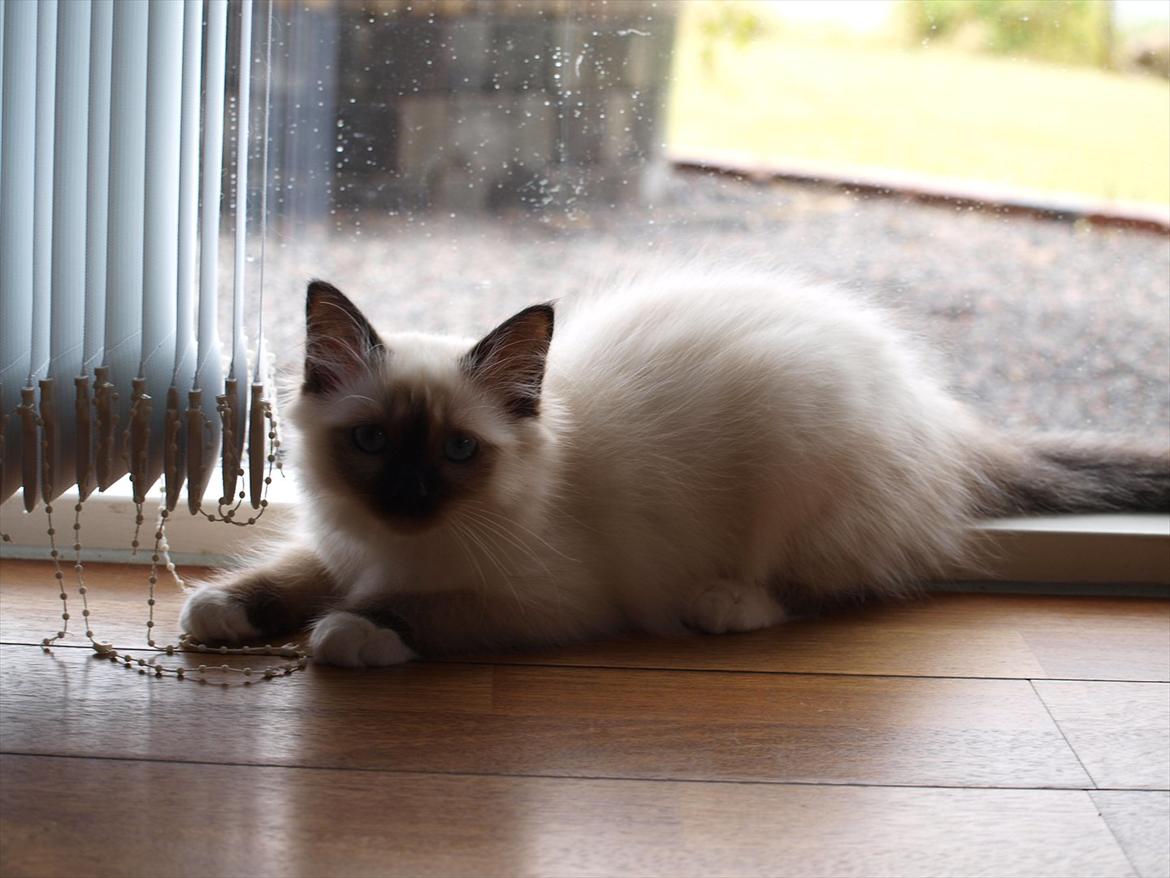 Hellig Birma Baloo  billede 14