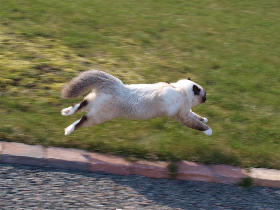 Hellig Birma Baloo  billede 17