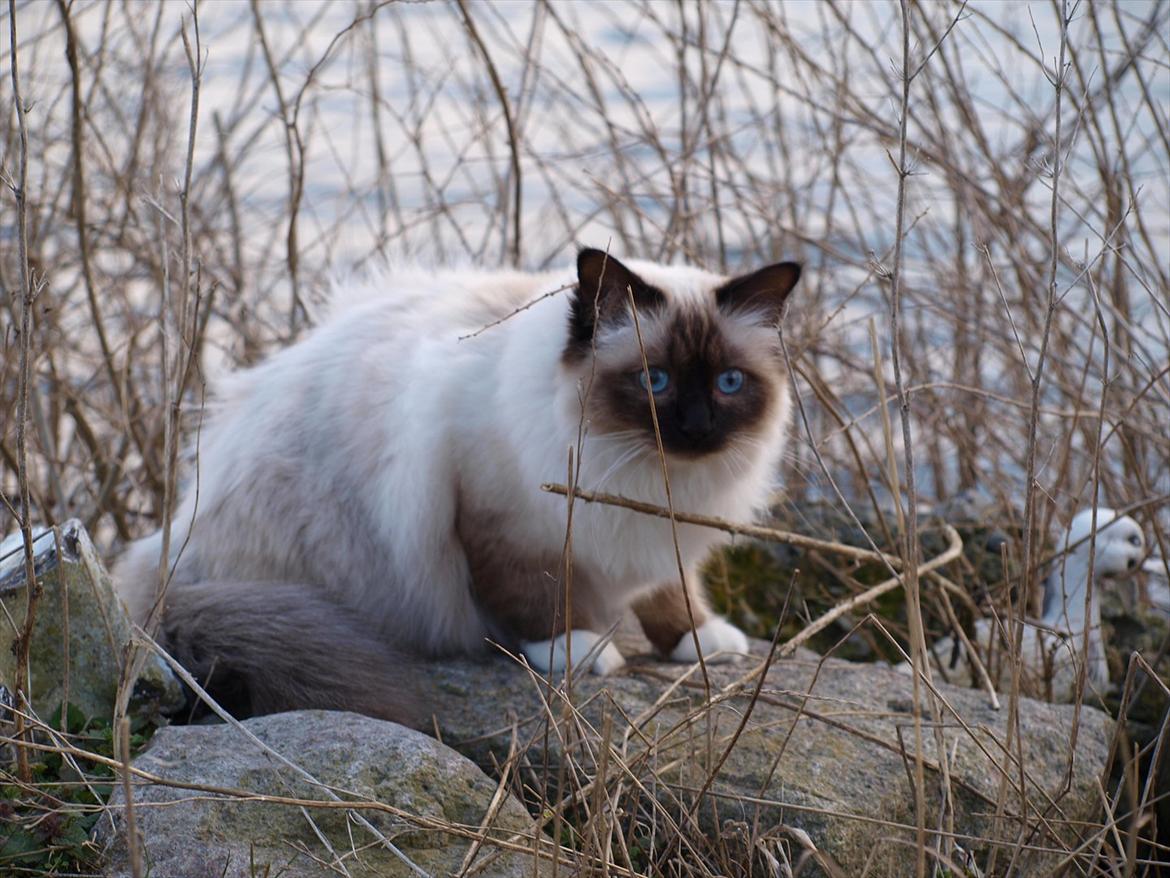 Hellig Birma Baloo  billede 19