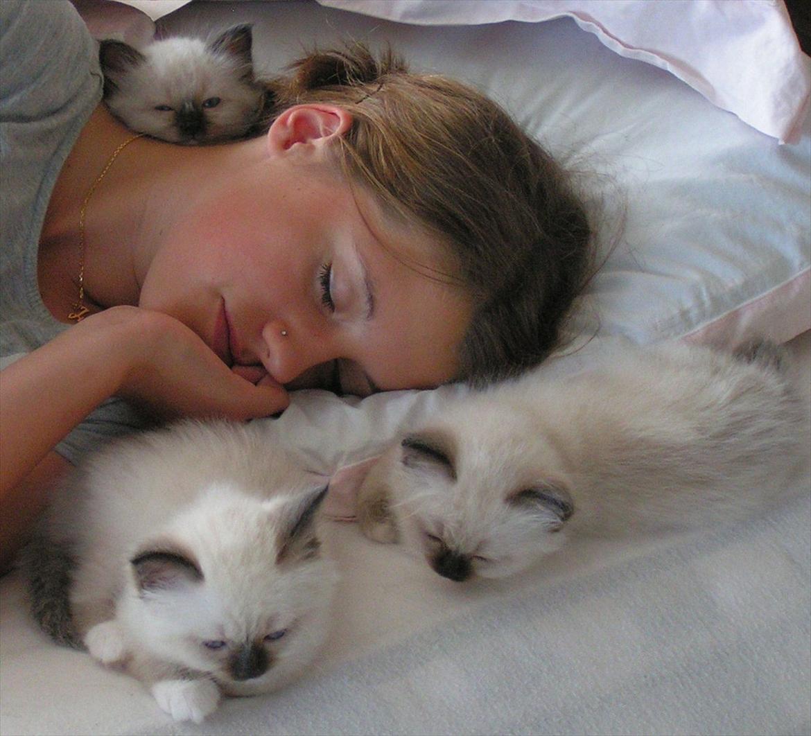 Hellig Birma Baloo  billede 20