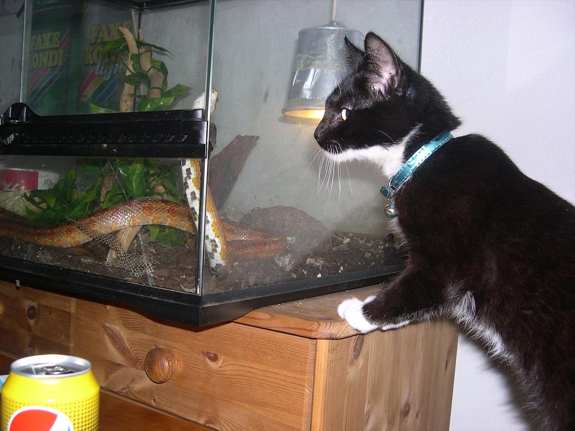 Huskat Bounty billede 1