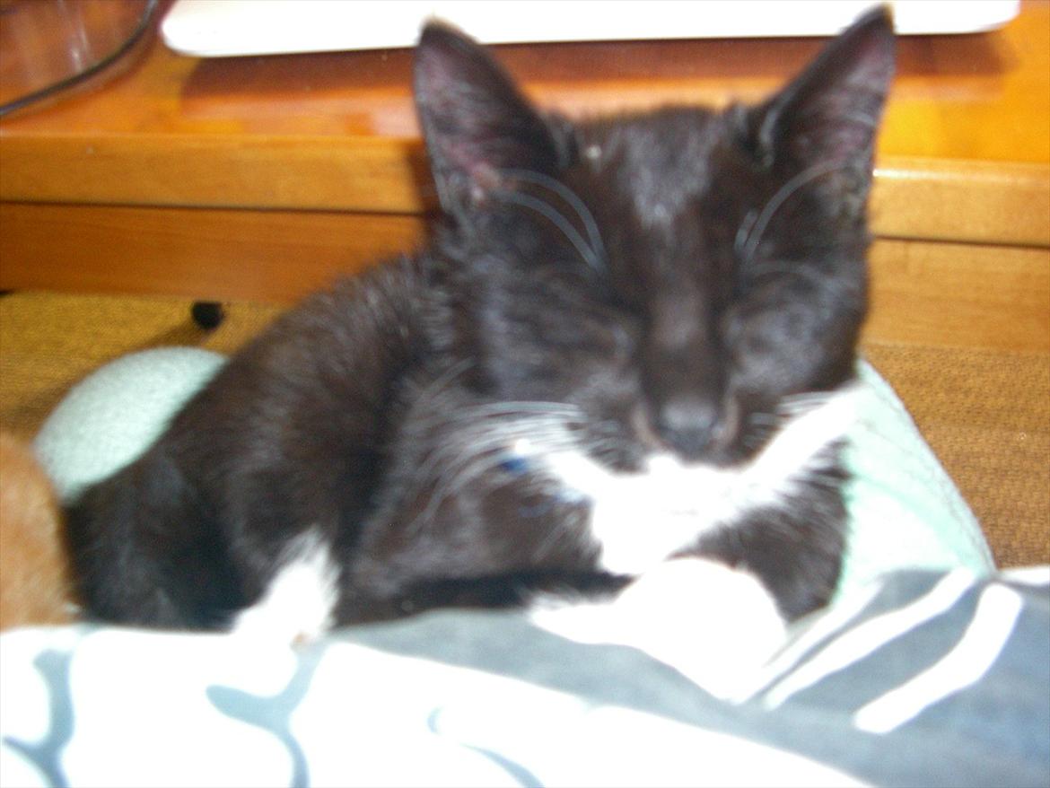 Huskat Bounty billede 2