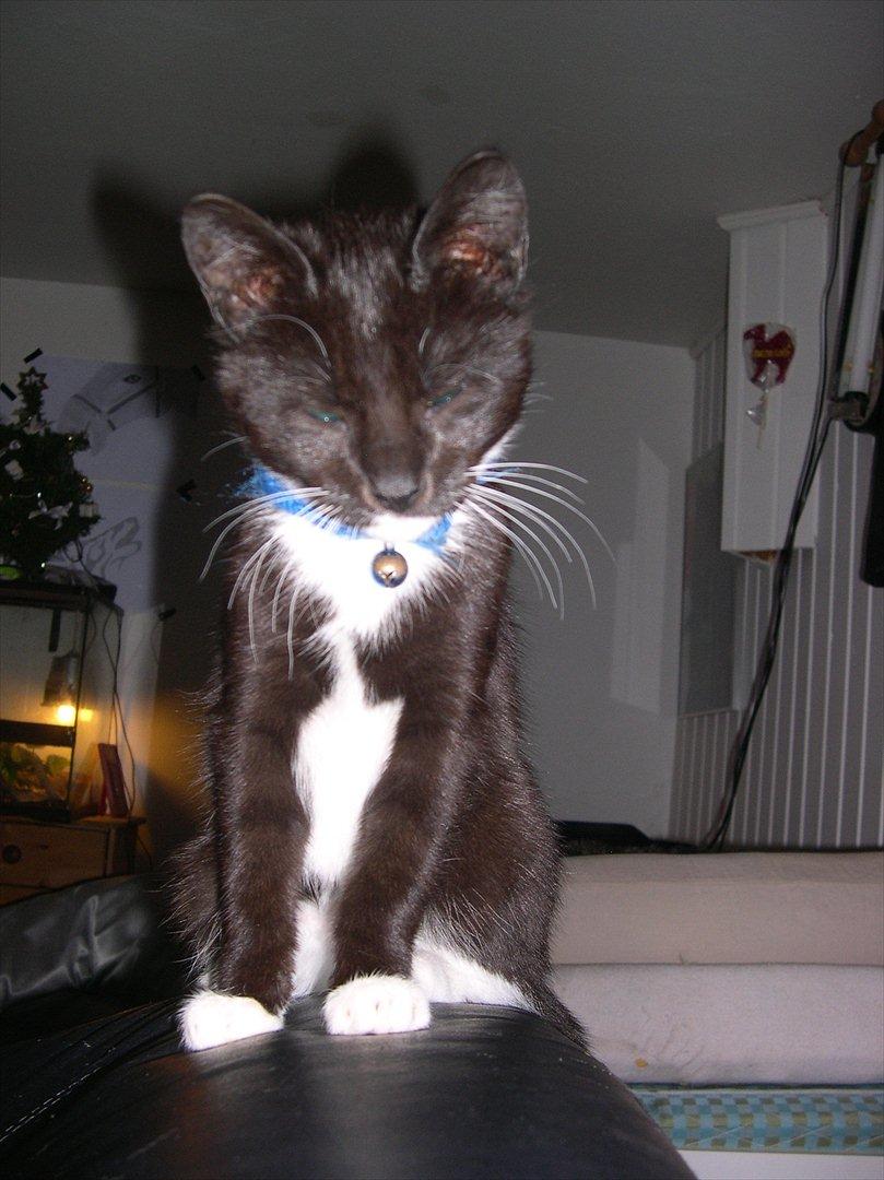 Huskat Bounty billede 3