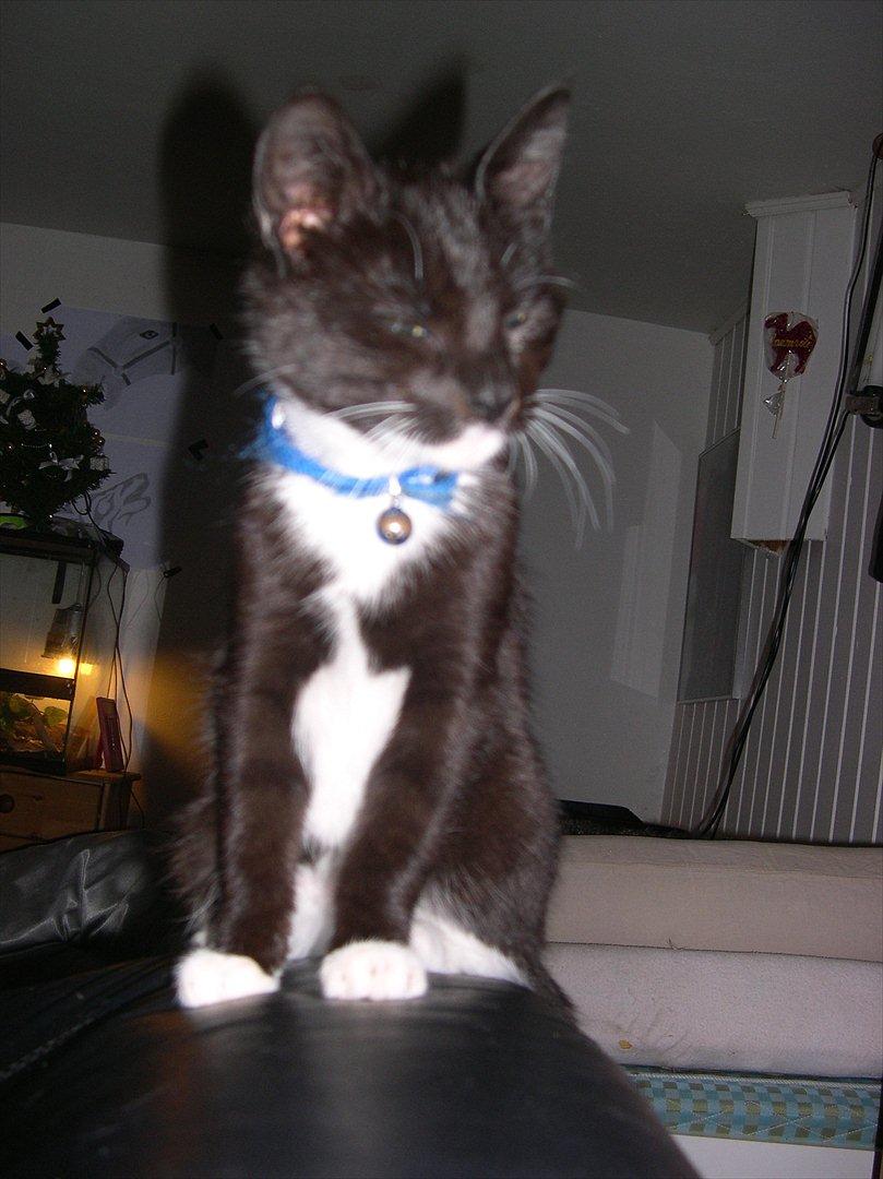 Huskat Bounty billede 4