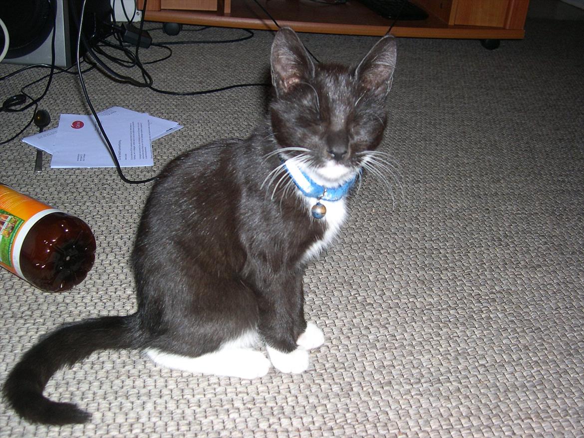 Huskat Bounty billede 5