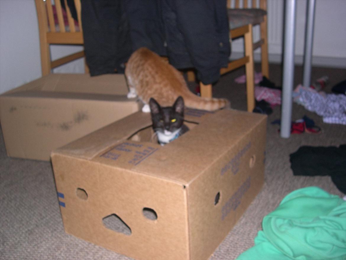 Huskat Bounty billede 6