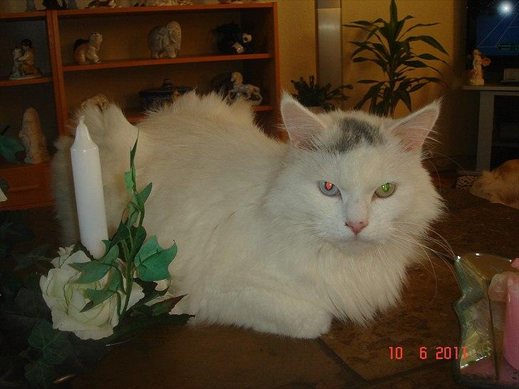 Maine Coon Gizmo billede 1