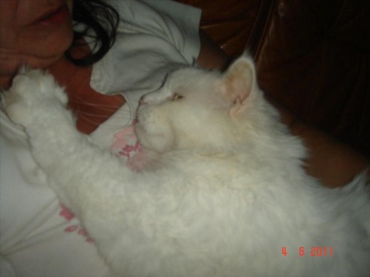 Maine Coon Gizmo billede 2