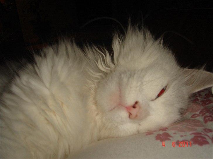 Maine Coon Gizmo billede 3