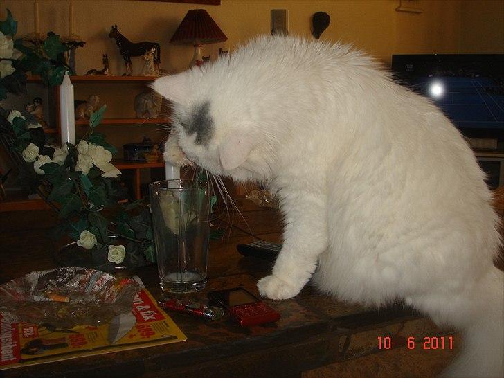 Maine Coon Gizmo billede 4