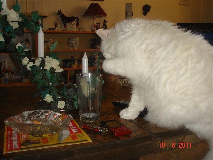 Maine Coon Gizmo billede 5