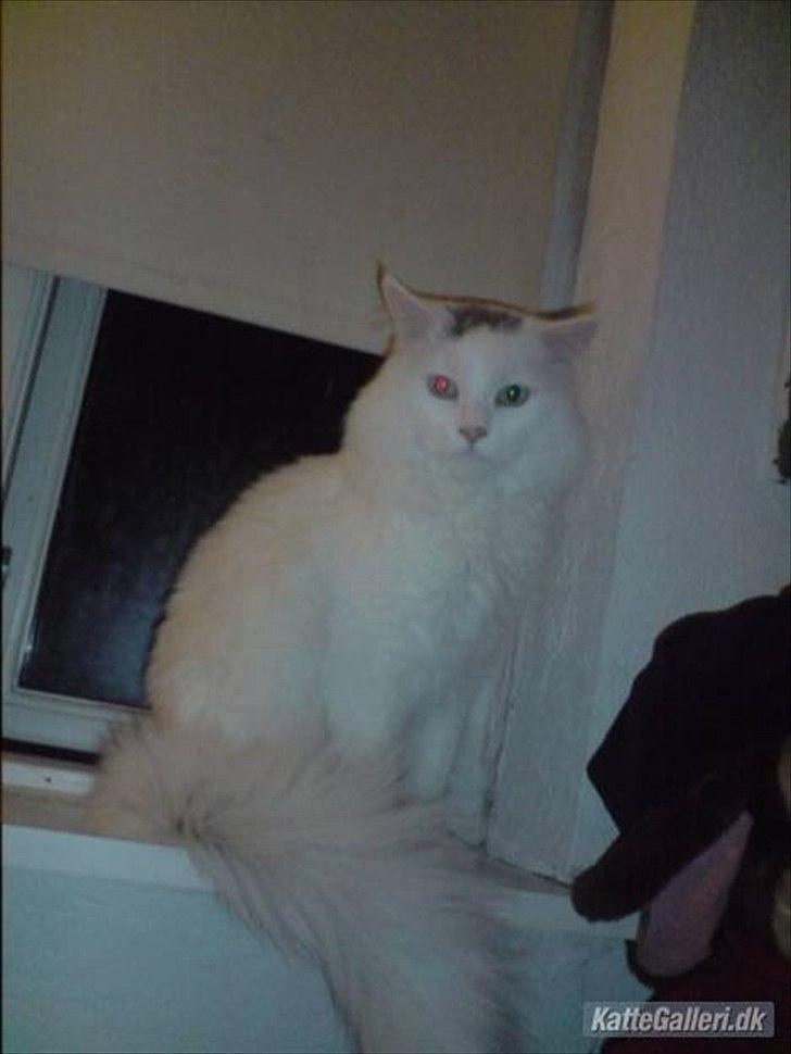 Maine Coon Gizmo billede 6