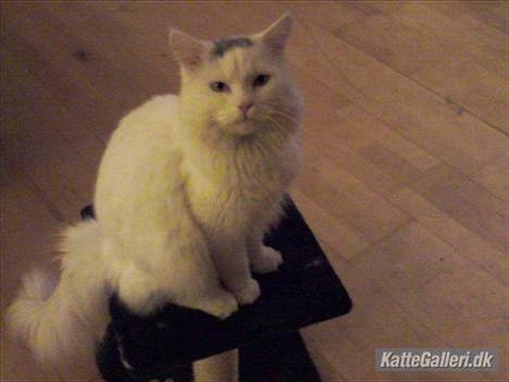 Maine Coon Gizmo billede 7