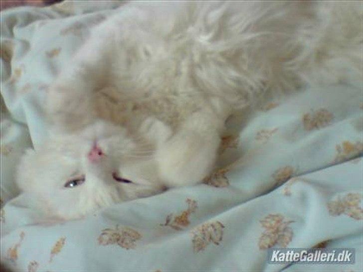 Maine Coon Gizmo billede 8