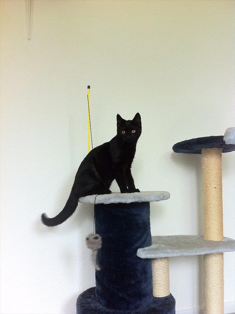 Huskat Preben billede 8