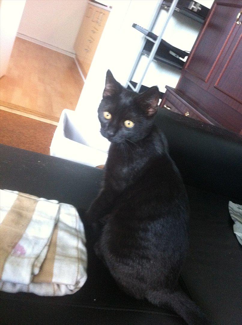 Huskat Preben billede 9