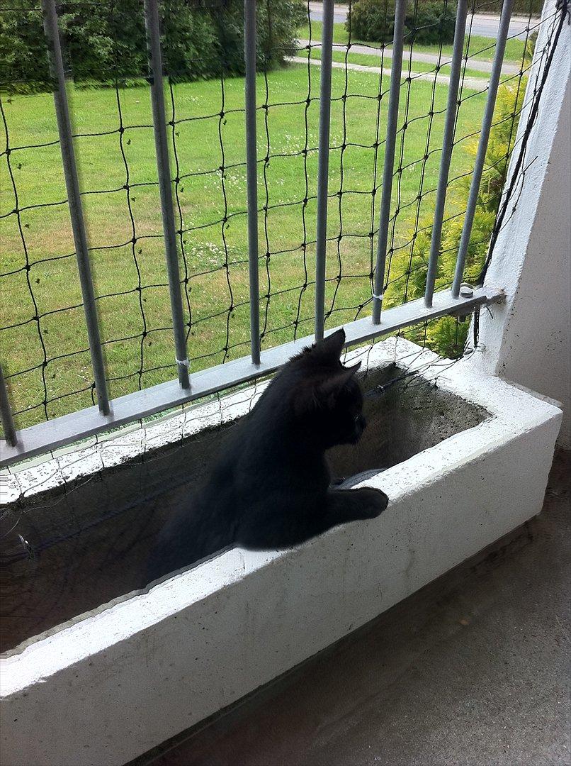 Huskat Preben - Hygger på altanen :) billede 10