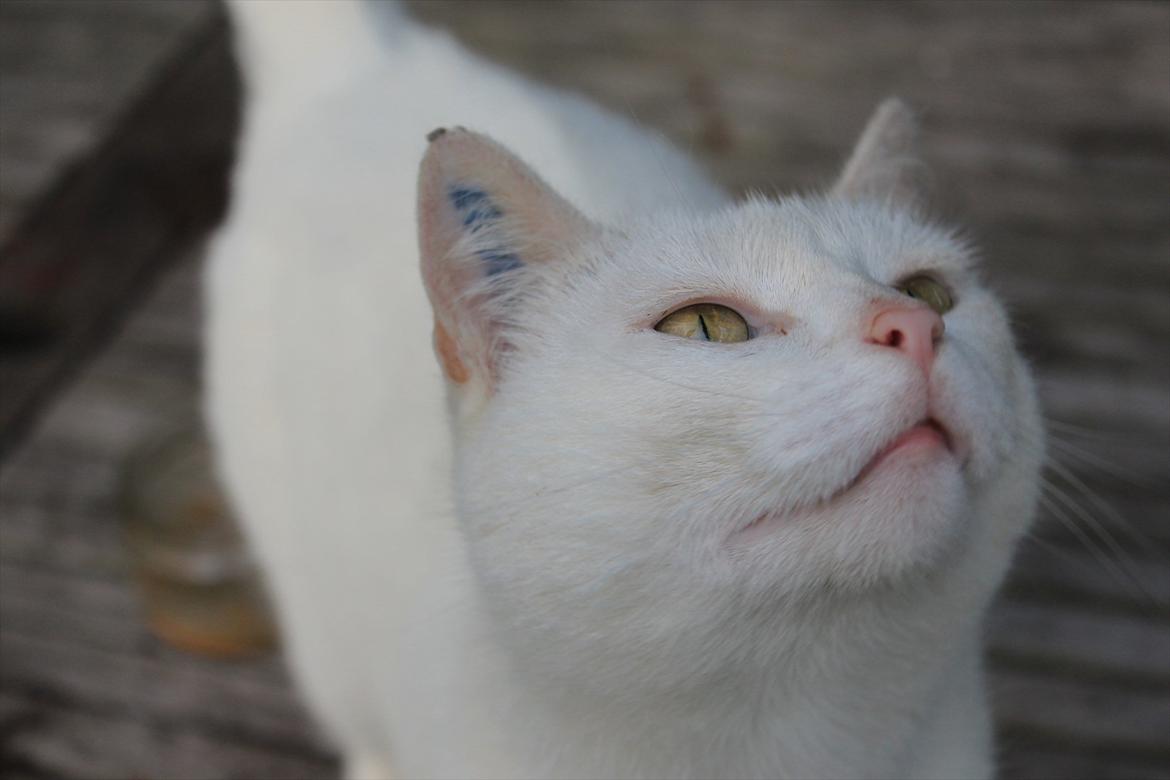 Huskat Perle billede 1