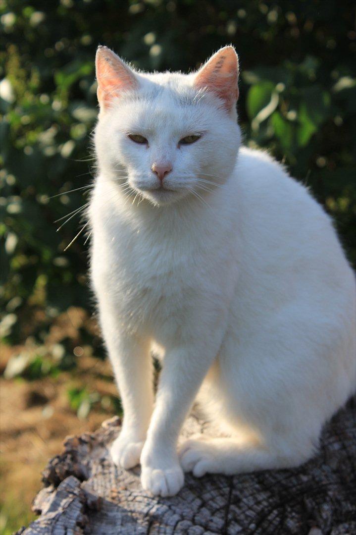 Huskat Perle billede 13