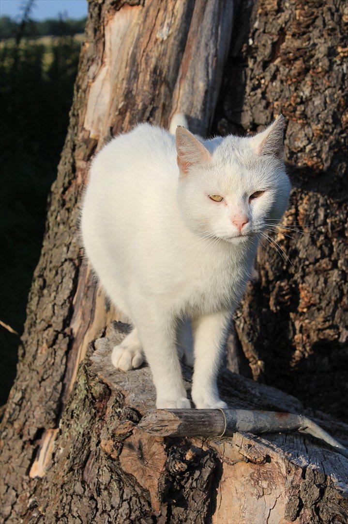 Huskat Perle billede 14