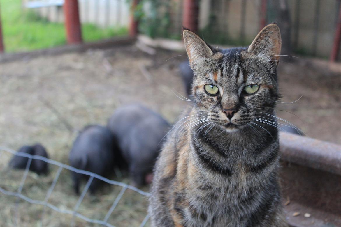 Huskat Janis billede 1