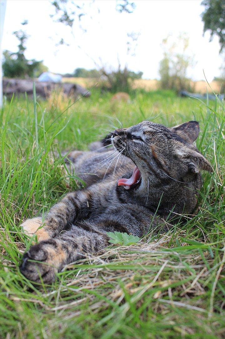 Huskat Janis billede 20