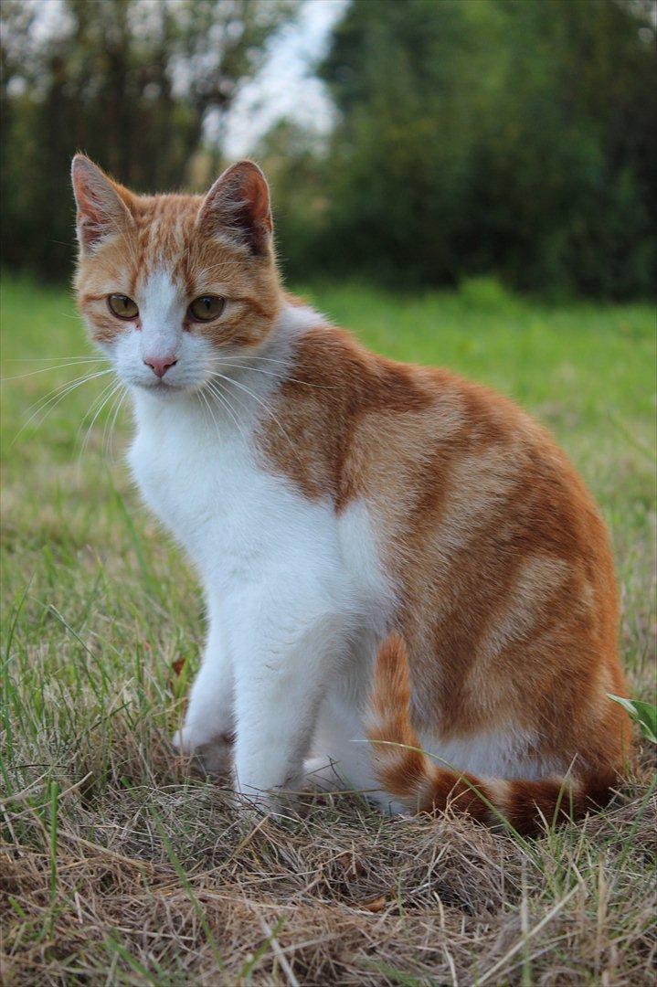 Huskat Joe billede 1