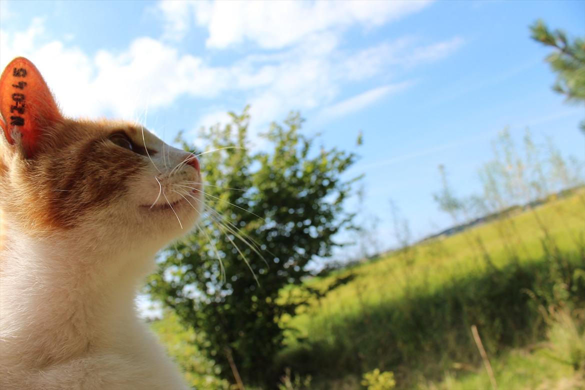 Huskat Joe billede 2