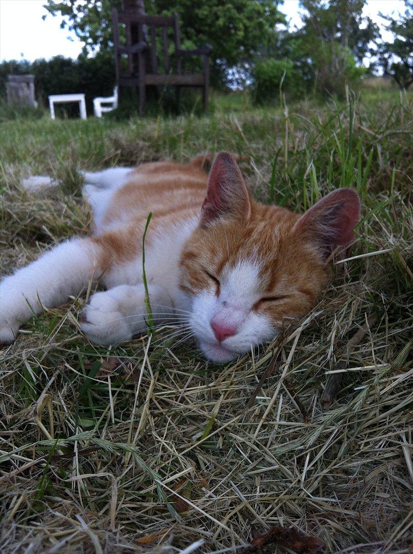 Huskat Joe billede 4