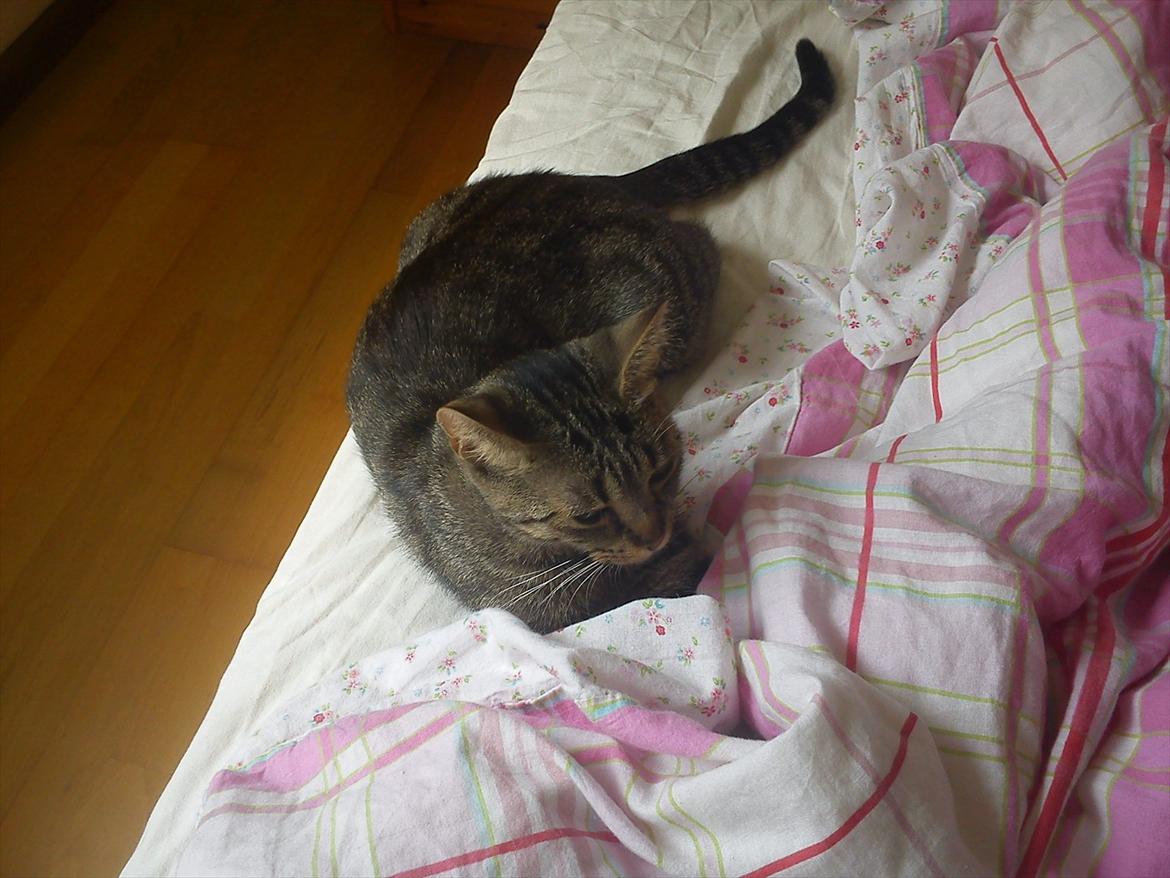 Huskat Molly billede 11