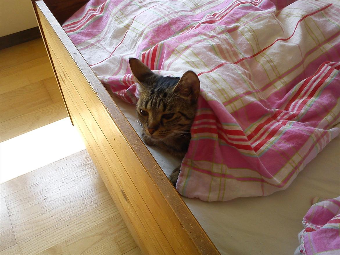 Huskat Molly - Ligger og kigger ud under dynen :-) billede 12