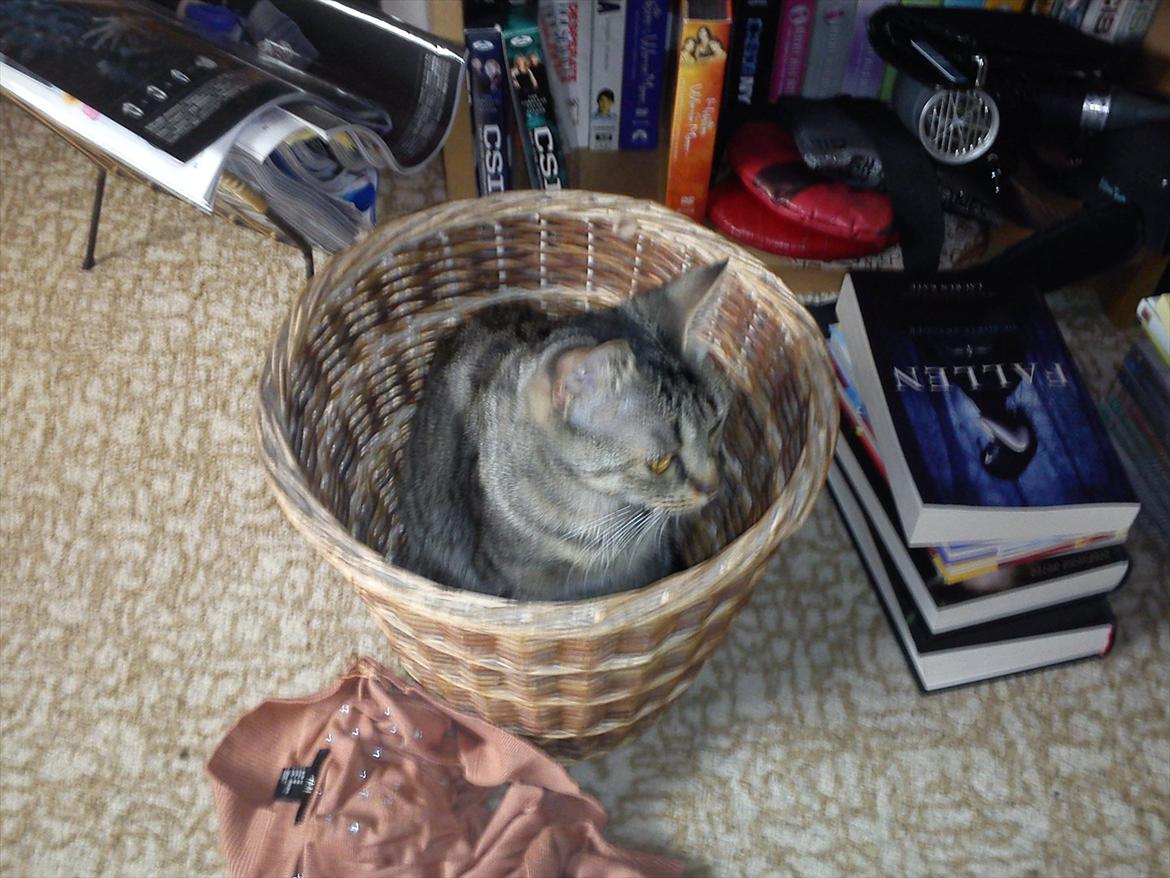 Huskat Molly billede 13