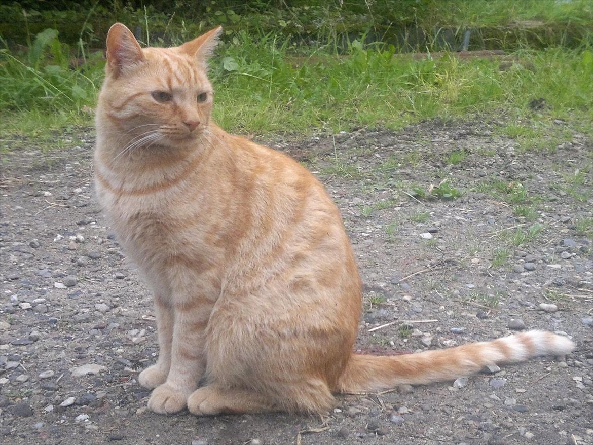 Huskat Puma billede 1