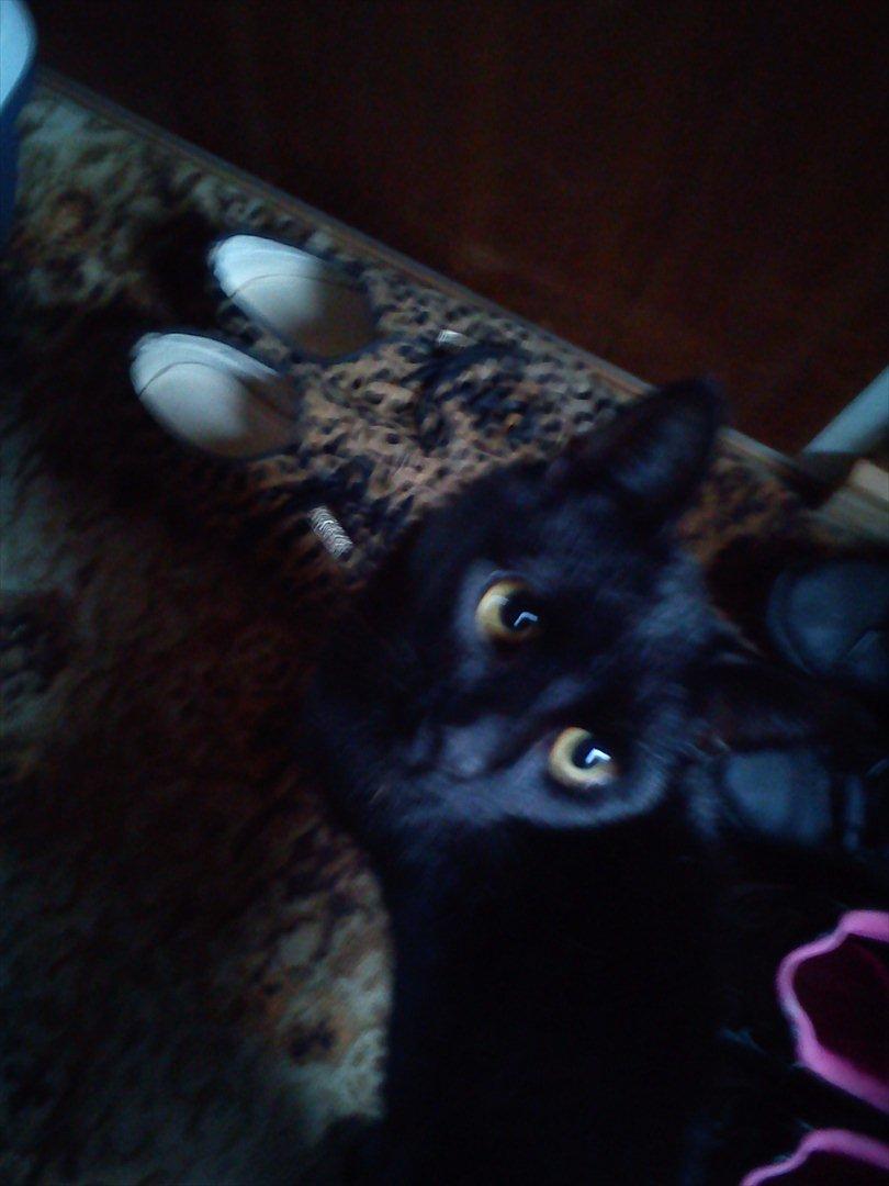 Huskat Knæk - Her har vi så min nye mis Knæk, han er ca. 1 år billede 1