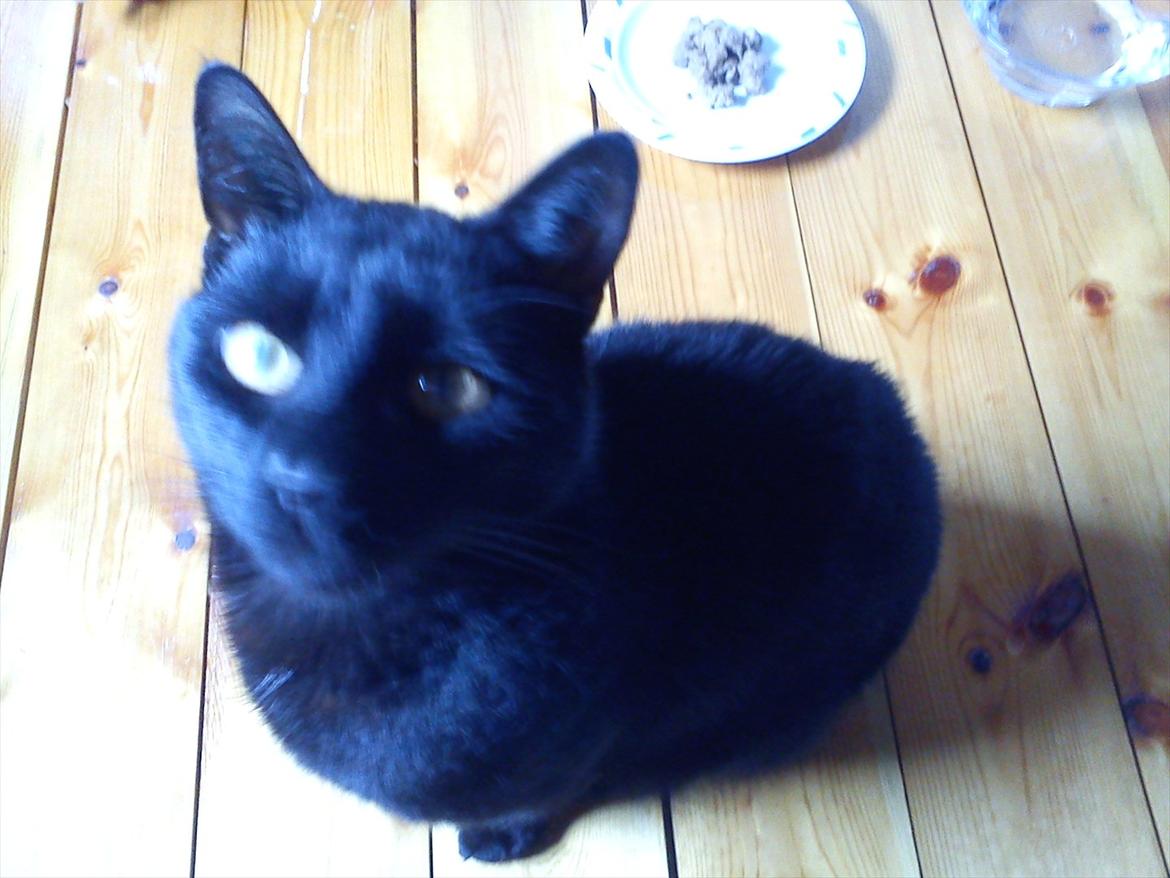 Huskat Knæk - Min kattemor er ik så god til a tage billeder billede 2