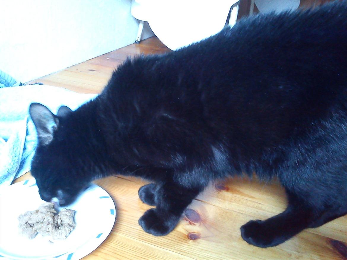 Huskat Knæk - Uhm lidt mad billede 3