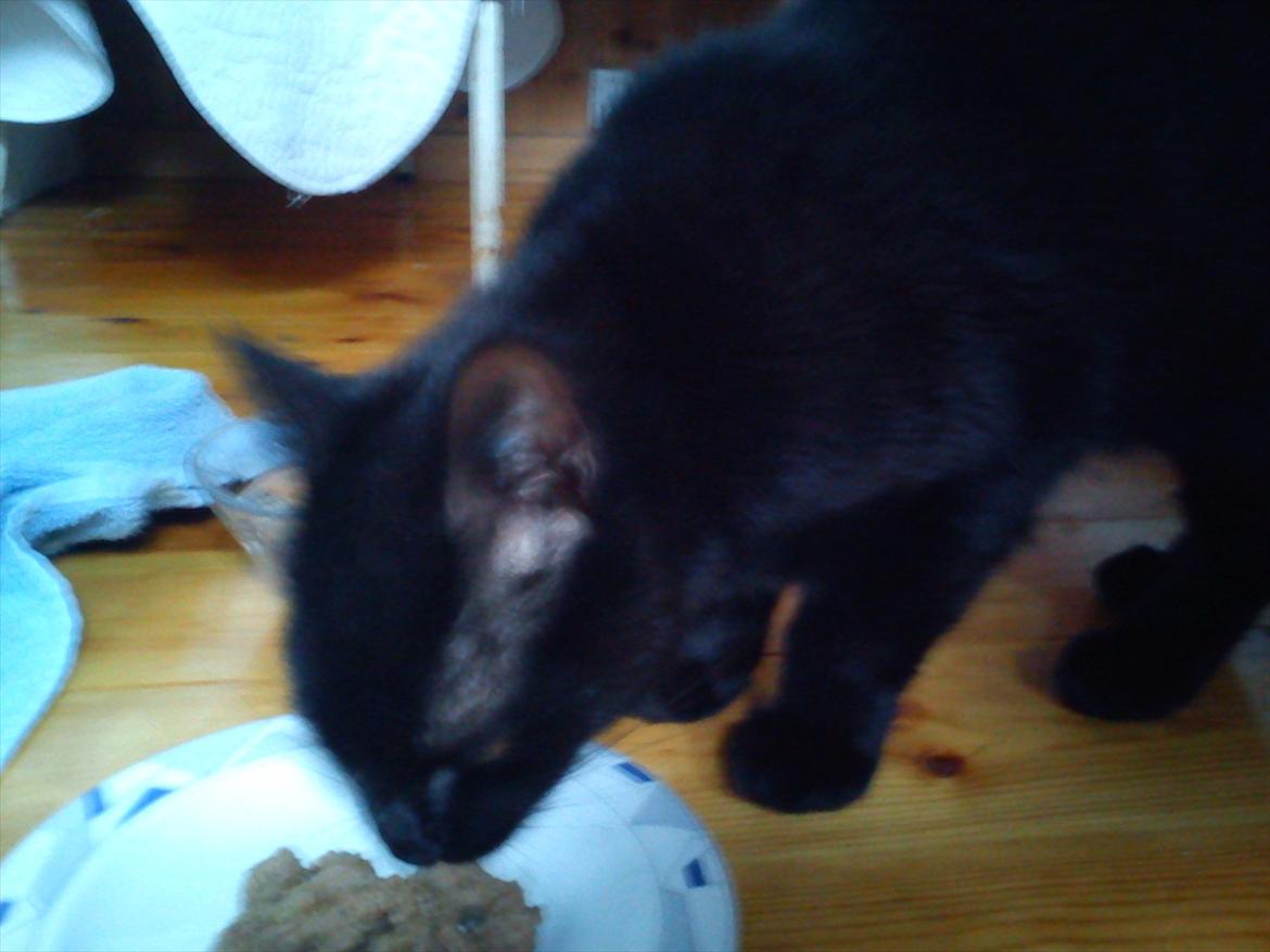 Huskat Knæk - Min " mor " har læst i Tænk om kattemad og det her fik en rigtig god plads billede 4