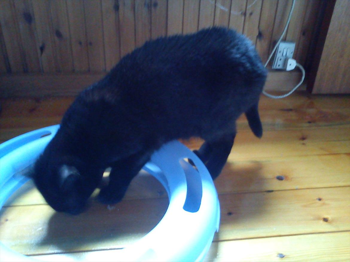 Huskat Knæk - Jeg skal nok finde de der guffer du har gemt billede 5